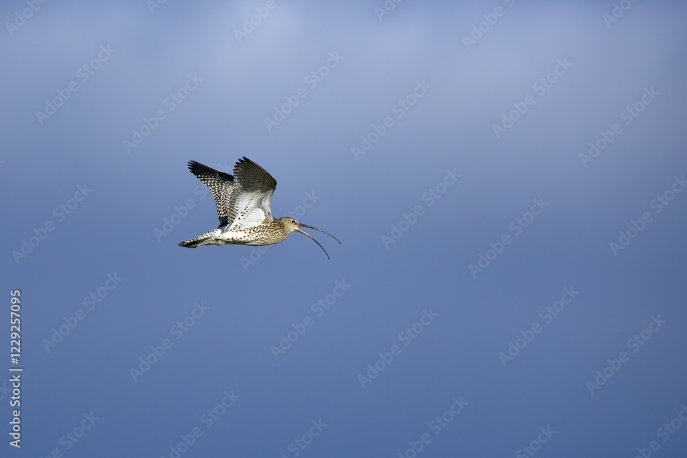 Obraz premium Eurasian curlew (Numenius arquata) flying and calling, Texel, West Frisian Islands, Province of North Holland, The Netherlands, Europe