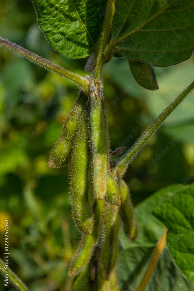 Naklejka premium Green soybeans grow on a vibrant plant surrounded by lush leaves under natural sunlight in a garden setting during the summer season