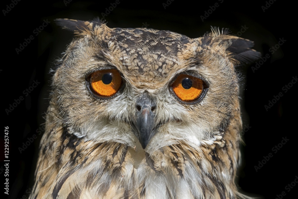 Naklejka premium European Eurasian eagle-owl (Bubo bubo), animal portrait, captive, Germany, Europe