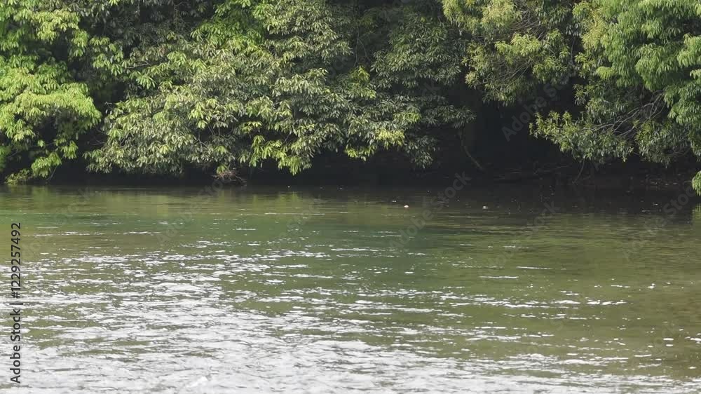 池に流れる水と照葉樹がメインの森 池に流れる水と照葉樹がメインの森