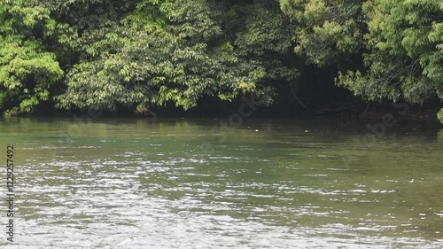 池に流れる水と照葉樹がメインの森