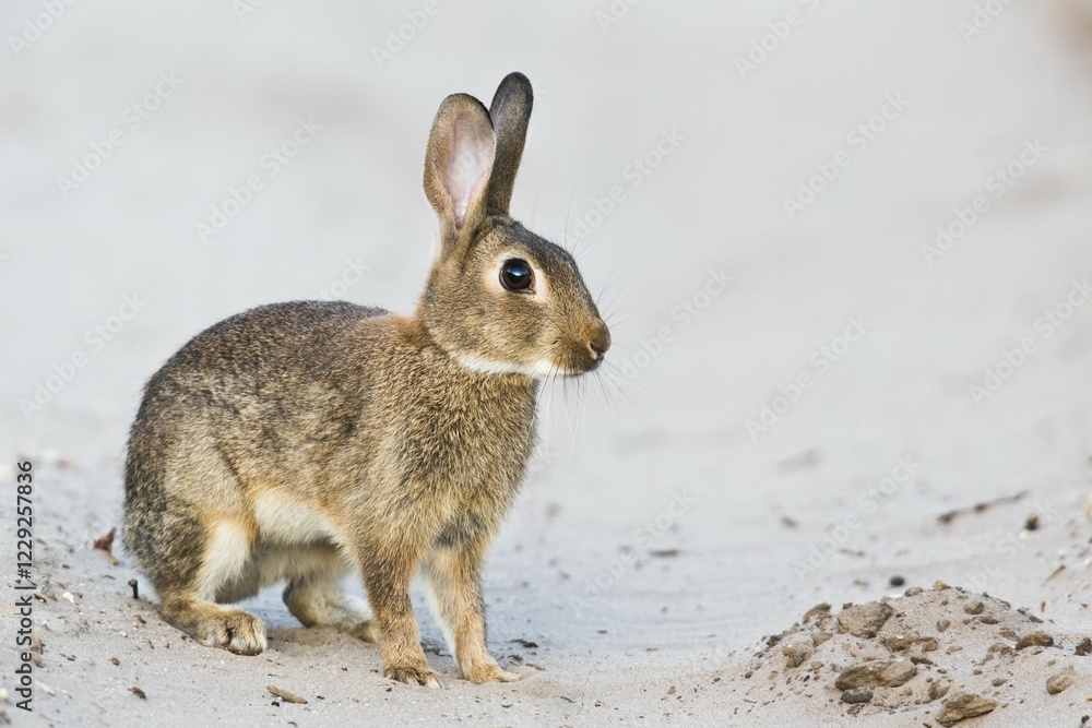 European rabbit (Oryctolagus cuniculus), Emsland, Lower Saxony, Germany, Europe