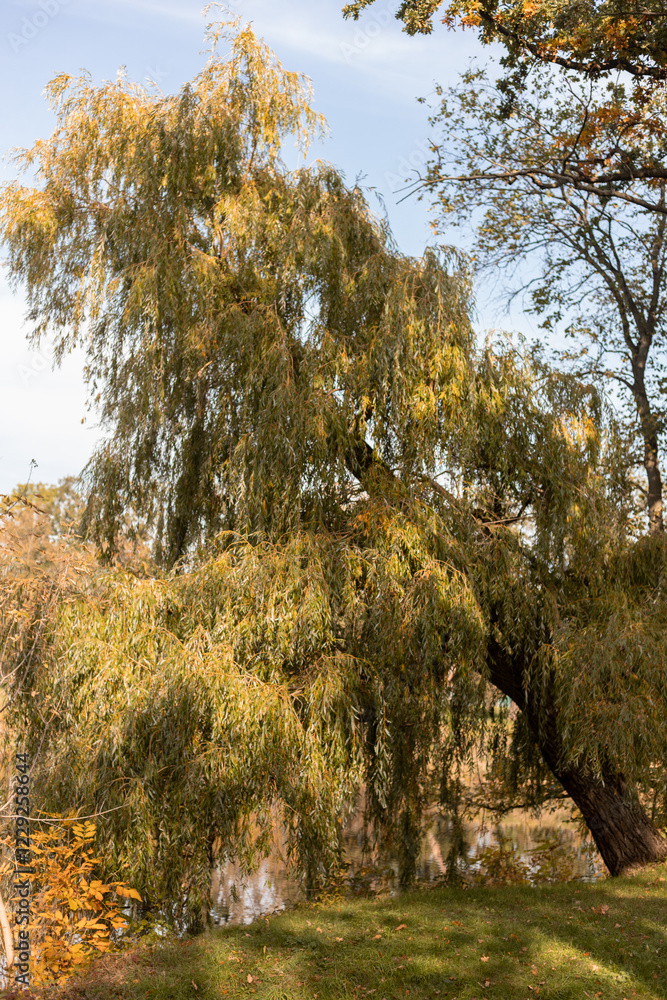Fototapeta premium Willow on the shore of lake. Sunny weather. Autumn landscape. Outdoor recreation