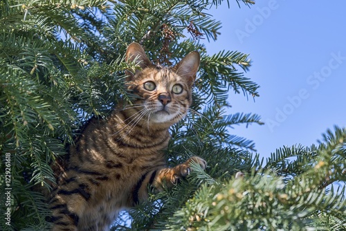Fotografie Breedcat Toyger (Felis silvestris catus), female, 8 months, brown mackerel, sits