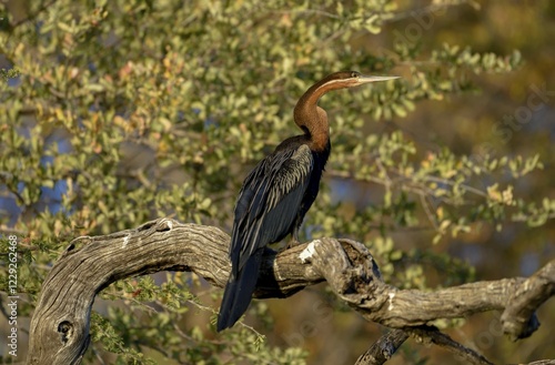 African darter (Anhinga rufa) sitting on a branch on the Kavango River, near Rundu, Kavango East Region, Namibia, Africa