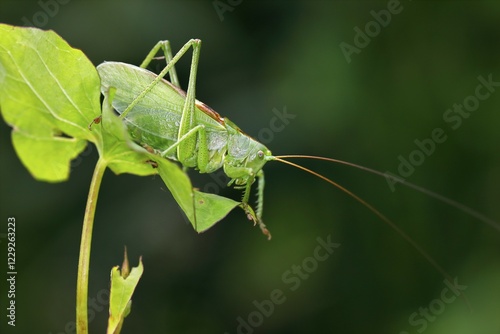 Tettigonia cantans (Tettigonia cantans), male sitting on leaf, Schleswig-Holstein, Germany, Europe photo