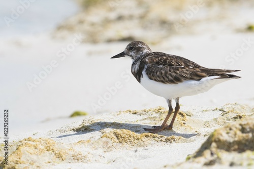 Ruddy turnstone (Arenaria interpres) stands in the sand, Cayo Santa Maria, Cuba, Central America photo