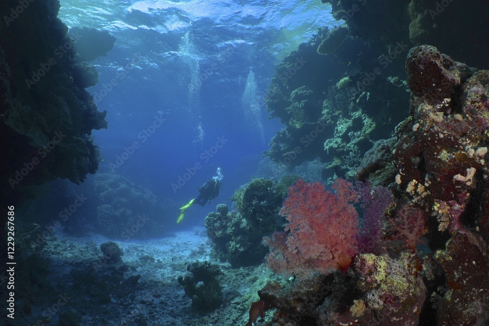 Hemprich's tree coral (Dendronephthya hemprichi), in a cave, divers in the background. Dive site St Johns Reef, Saint Johns, Red Sea, Egypt, Africa Hemprich's tree coral (Dendronephthya hemprichi), in a cave, divers in the background. Dive site St Johns Reef, Saint Johns, Red Sea, Egypt, Africa