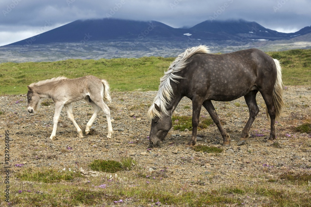 Naklejka premium Icelandic horses (Equus islandicus), mare and colt foal standing on a paddock, Iceland, Europe