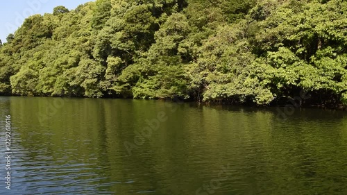 照葉樹がメインの森と池