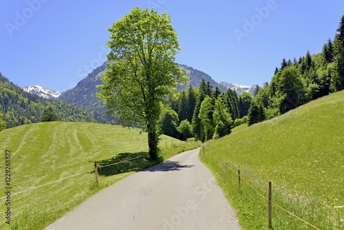 Narrow road leads into the Trettachtal valley near Oberstdorf, meadows with wildflowers and hay meadows, Allgäu Alps, Allgäu, Bavaria, Germany, Europe photo