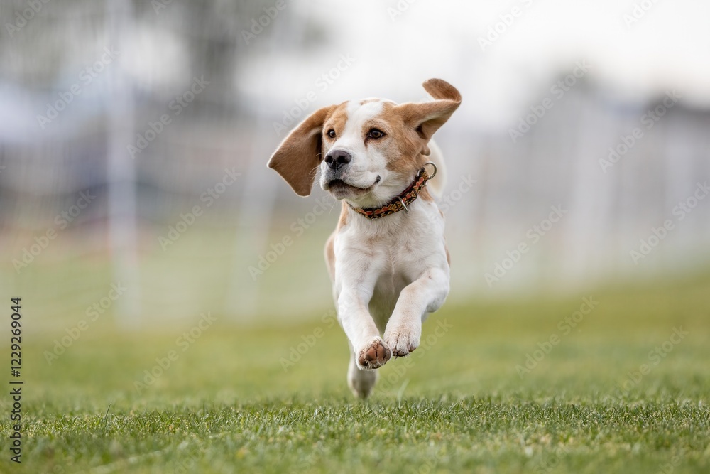 Purebred Bicolor Beagle Running Lure Course Sprint Dog Sport Purebred Bicolor Beagle Running Lure Course Sprint Dog Sport