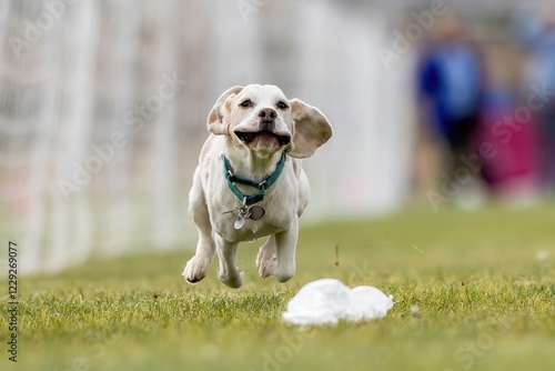 Fotografija Purebred Bicolor Beagle Running Lure Course Sprint Dog Sport