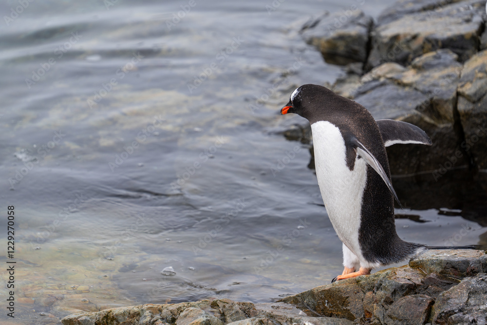 Naklejka premium Single gentoo penguin. Penguins in Antarctica.