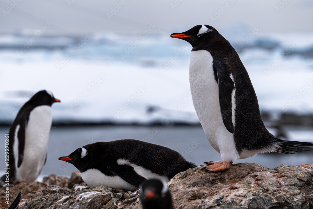 Naklejka premium Gentoo penguins in Antarctica. Wild nature. Snow. South Pole.