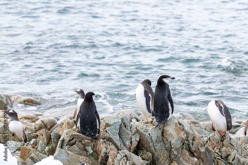 Fototapeta premium Chinstrap penguin (Pygoscelis antarcticus) in Antarctica. Wild n