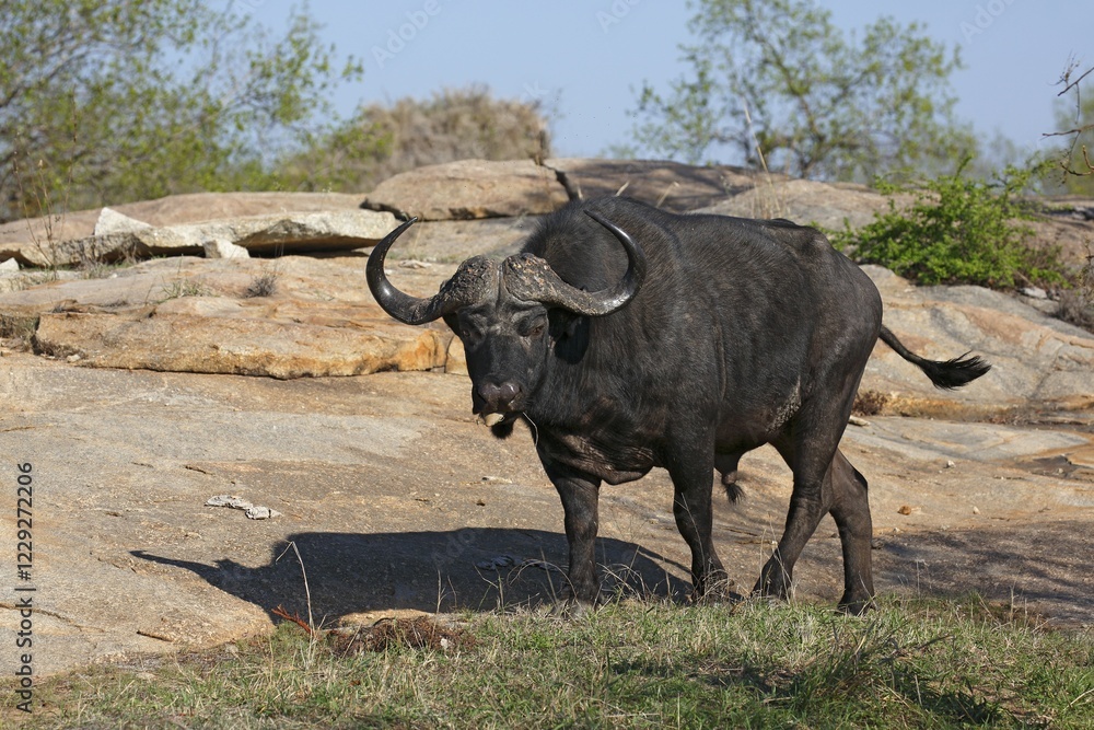 Fototapeta premium African buffalo or Cape buffalo (Syncerus caffer) male, Kruger National Park, South Africa, Africa