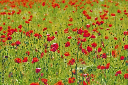 Red poppies (Papaver rhoeas) in a wheat field photo