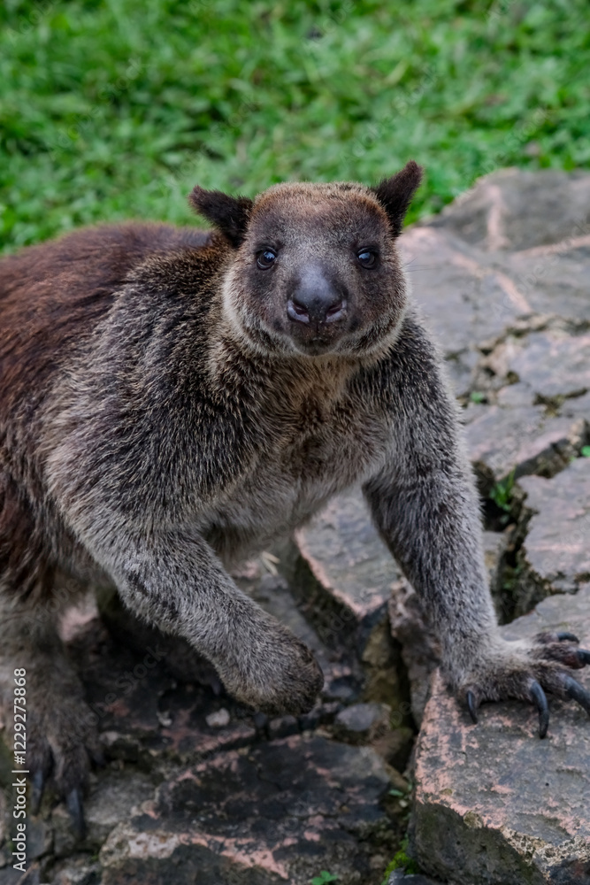 The Grizzled Tree-Kangaroo (Dendrolagus inustus) is a tree-dwelling The Grizzled Tree-Kangaroo (Dendrolagus inustus) is a tree-dwelling