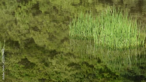 緑の森の写り込んだ水面と水草