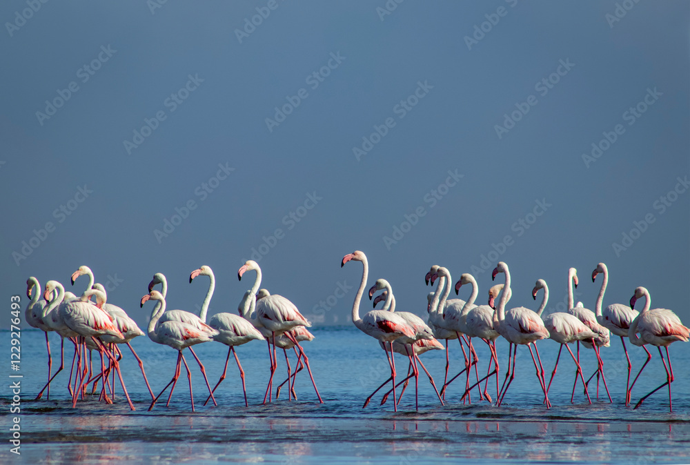 Fototapeta premium Wild african birds. Group of Greater african flamingos walking around the blue lagoon on a sunny day
