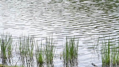 池のさざ波と水草