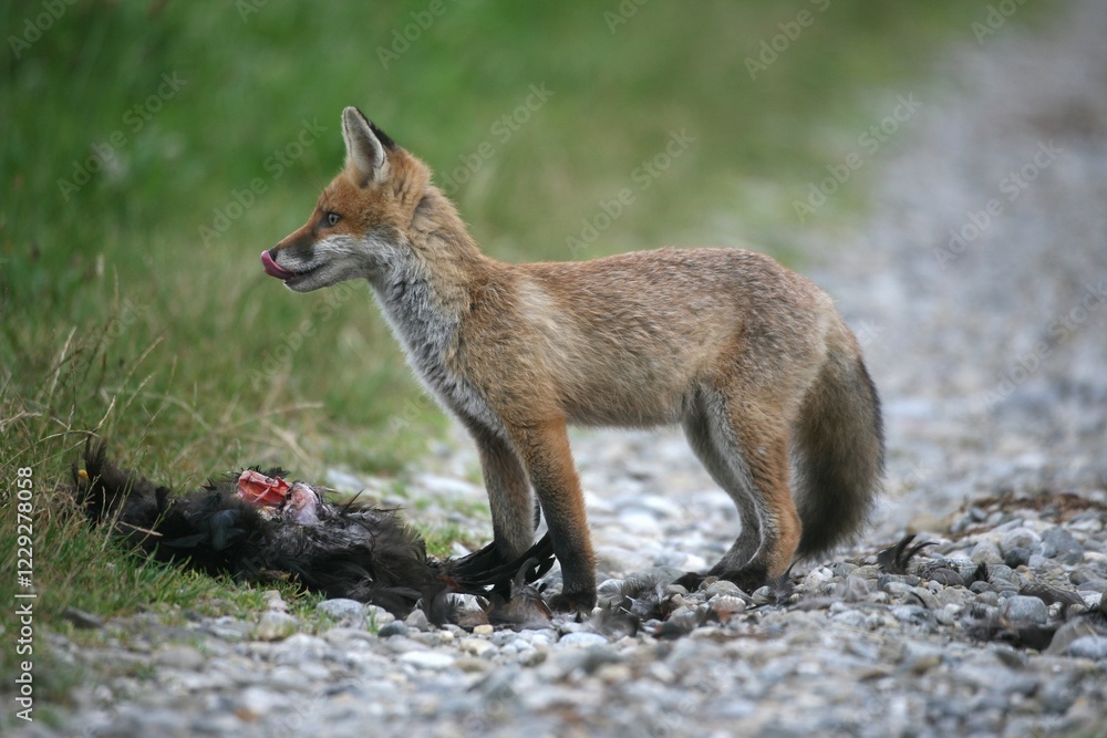 Red Fox (Vulpes vulpes) and the remains of a domestic fowl Red Fox (Vulpes vulpes) and the remains of a domestic fowl