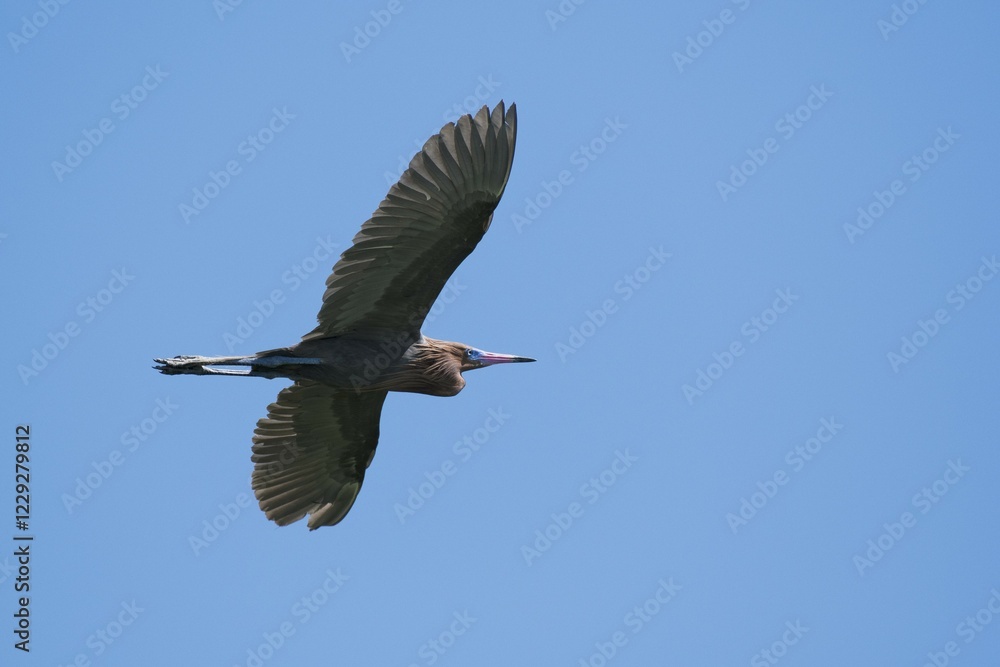 Obraz premium Reddish egret (Egretta rufescens), flying, blue sky, Rio Lagartos, Yucatan, Mexico, Central America