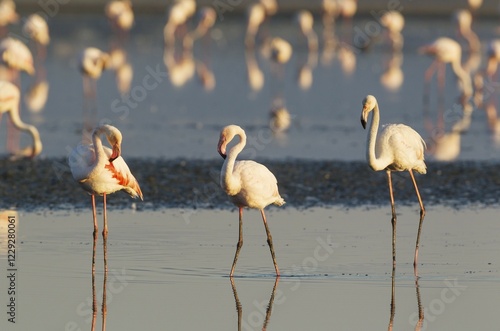 Greater Flamingos (Phoenicopterus roseus), Laguna de Fuente de Piedra, Málaga province, Andalusia, Spain, Europe photo