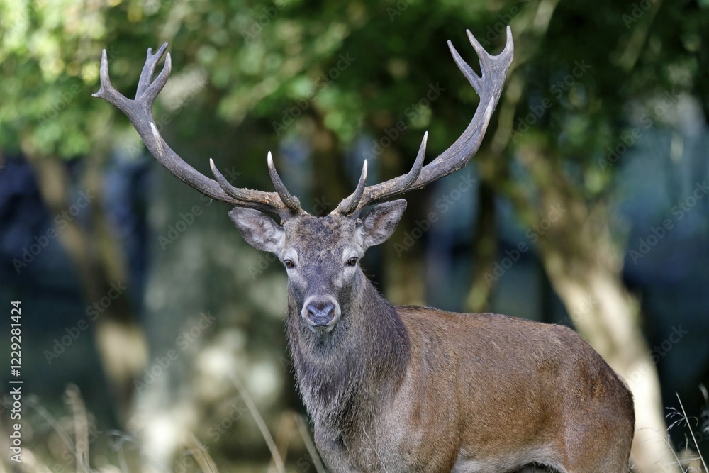 Red deer (Cervus elaphus), rutting season, animal portrait, Denmark, Europe Red deer (Cervus elaphus), rutting season, animal portrait, Denmark, Europe