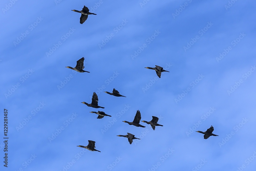 Flying Cormorants (Phalacrocoracidae) in the cloudy sky, Darß, Mecklenburg-Vorpommern, Germany, Europe Flying Cormorants (Phalacrocoracidae) in the cloudy sky, Darß, Mecklenburg-Vorpommern, Germany, Europe