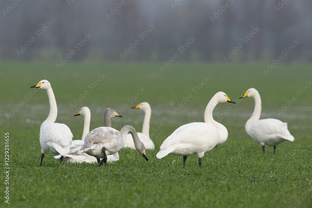 Obraz premium Whooper Swans (Cygnus cygnus), Emsland, Lower Saxony, Germany, Europe