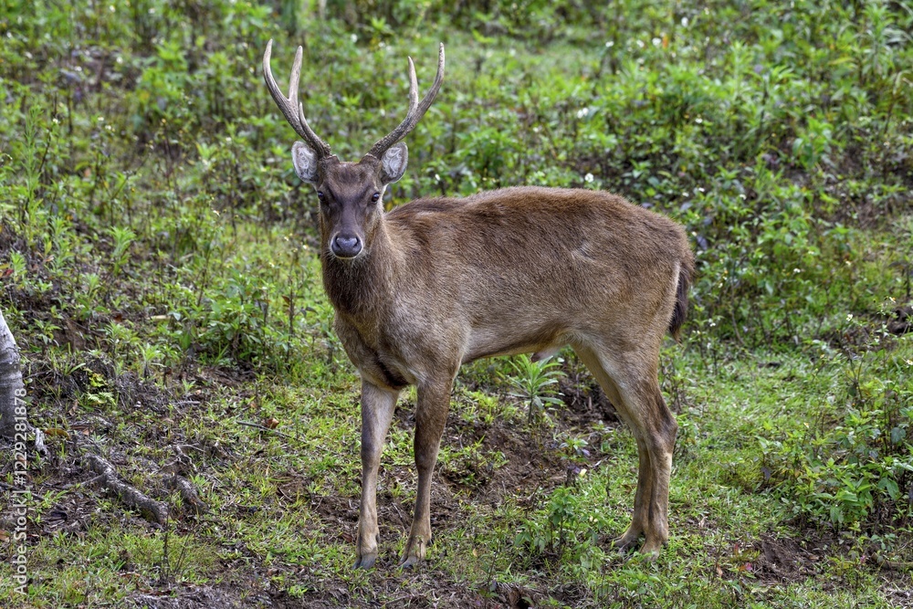 Javan rusa (Cervus timorensis), male, Mount Hagen, Western Highlands Province, Papua New Guinea, Oceania Javan rusa (Cervus timorensis), male, Mount Hagen, Western Highlands Province, Papua New Guinea, Oceania
