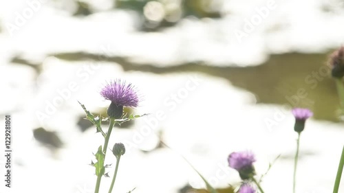 水面のキラキラをバックにノアザミの花