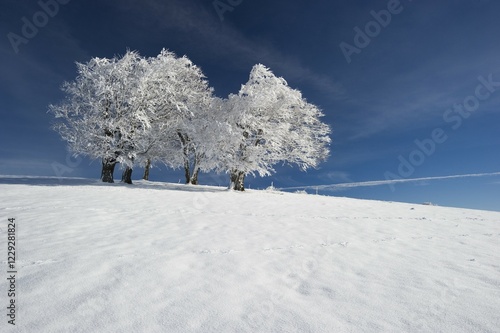 Snowy beeches on Mt. Schauinsland near Freiburg im Breisgau, Baden-Württemberg, Germany, Europe photo