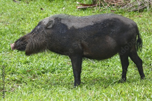 Bearded pig (Sus barbatus), Bako National Park, Sarawak, Borneo, Malaysia, Asia photo