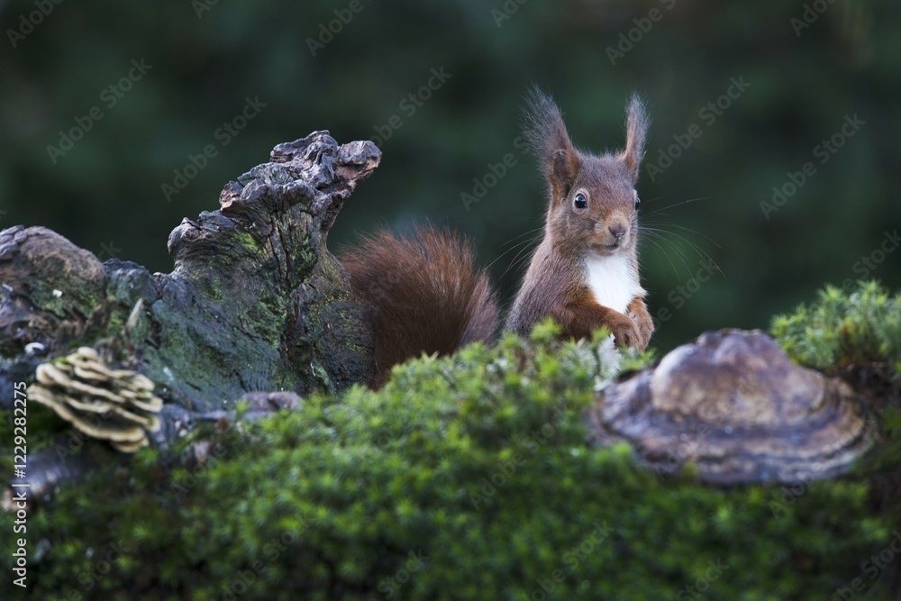 Obraz premium Eurasian red squirrel (Sciurus vulgaris), Emsland, Lower Saxony, Germany, Europe