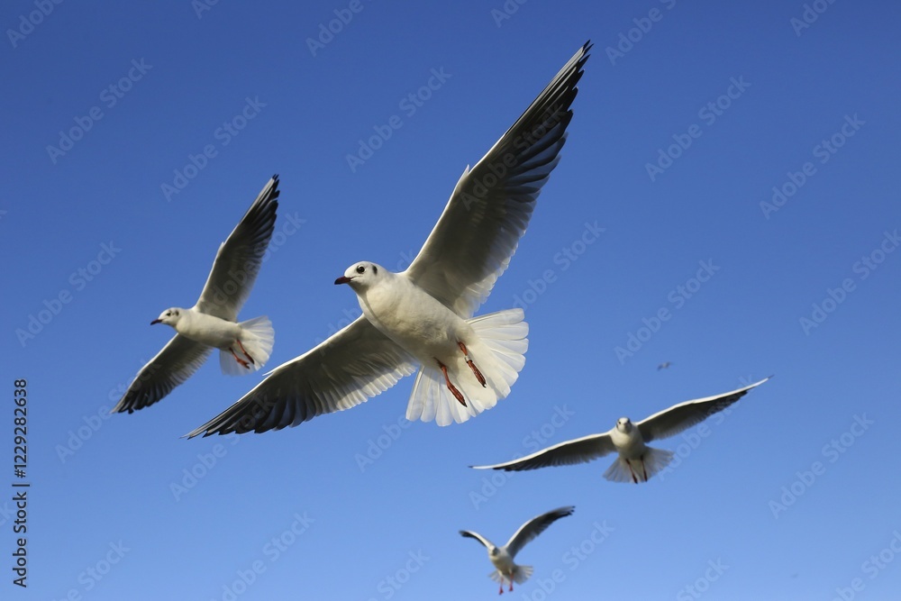 Black-headed gulls (Chroicocephalus ridibundus) in flight, blue sky, Kemnade, North Rhine-Westphalia, Germany, Europe Black-headed gulls (Chroicocephalus ridibundus) in flight, blue sky, Kemnade, North Rhine-Westphalia, Germany, Europe