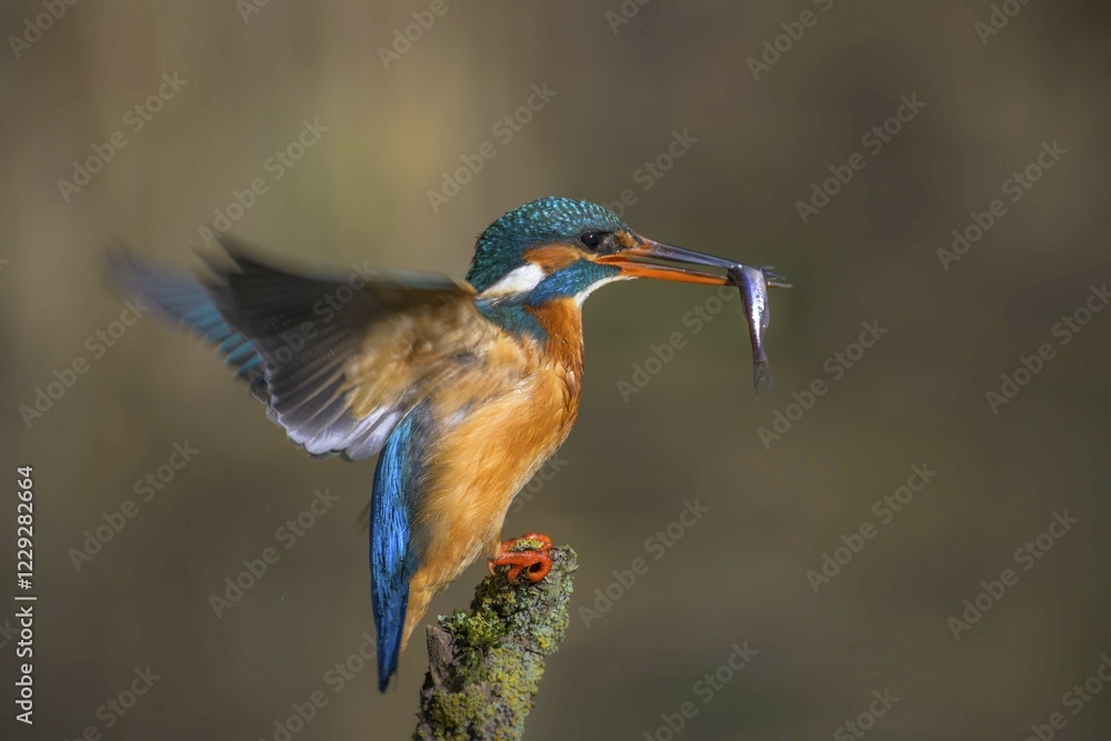 Common kingfisher (Alcedo atthis) female with captured fish in her beak on a branch stump, Hesse, Germany, Europe Common kingfisher (Alcedo atthis) female with captured fish in her beak on a branch stump, Hesse, Germany, Europe
