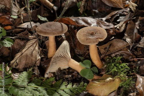 Φωτογραφία Mushroom (Lactarius rufus), Untergröningen, Baden-Württemberg, Germany, Europe