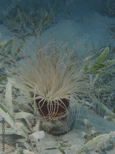 Tube-dwelling anemone (Cerianthus), Dive Site House Reef Mangrove Bay, El Quesir, Egypt, Red Sea, Africa photo