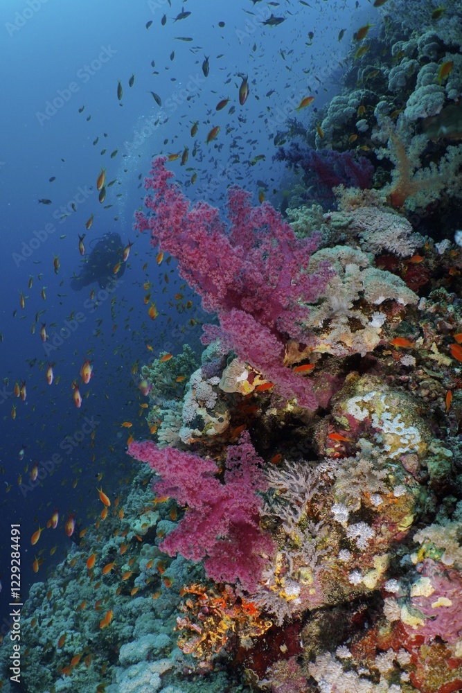 Fototapeta premium Klunzinger's Tree Coral (Dendronephthya klunzingeri) and shoal, group of sea goldie (Pseudanthias squamipinnis), Elphinstone Reef dive site, Egypt, Red Sea, Africa