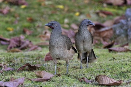 Couple of Plain Chachalacas (Ortalis vetula) on meadow with fallen leaves, Corozal district, Belize, Central America photo