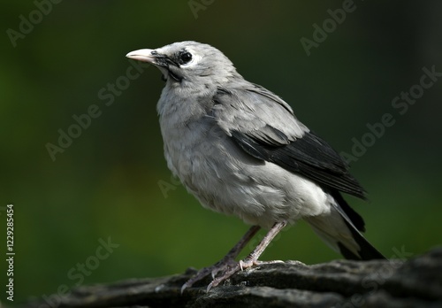 Wattled starling (Creatophora cinerea), female, captive, Germany, Europe photo