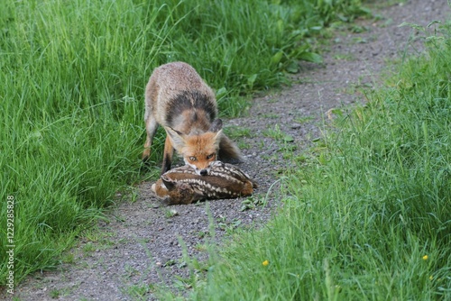 Wallpaper Mural Red fox (Vulpes vulpes) with a captured fawn, Allgaeu, Bavaria, Germany, Europe Torontodigital.ca