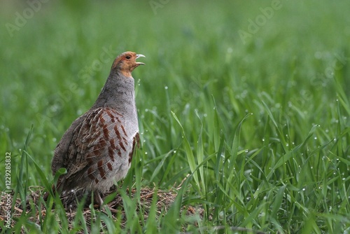 Partridge (Perdix perdix), male calling, Lower Austria, Austria, Europe photo