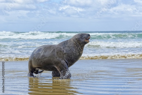 New Zealand sea lion, also Hooker's sea lion or whakahao (Phocarctos hookeri), bull coming out of sea, Cannibal Beach, New Haven, The Catlins, South Island, New Zealand, Oceania photo