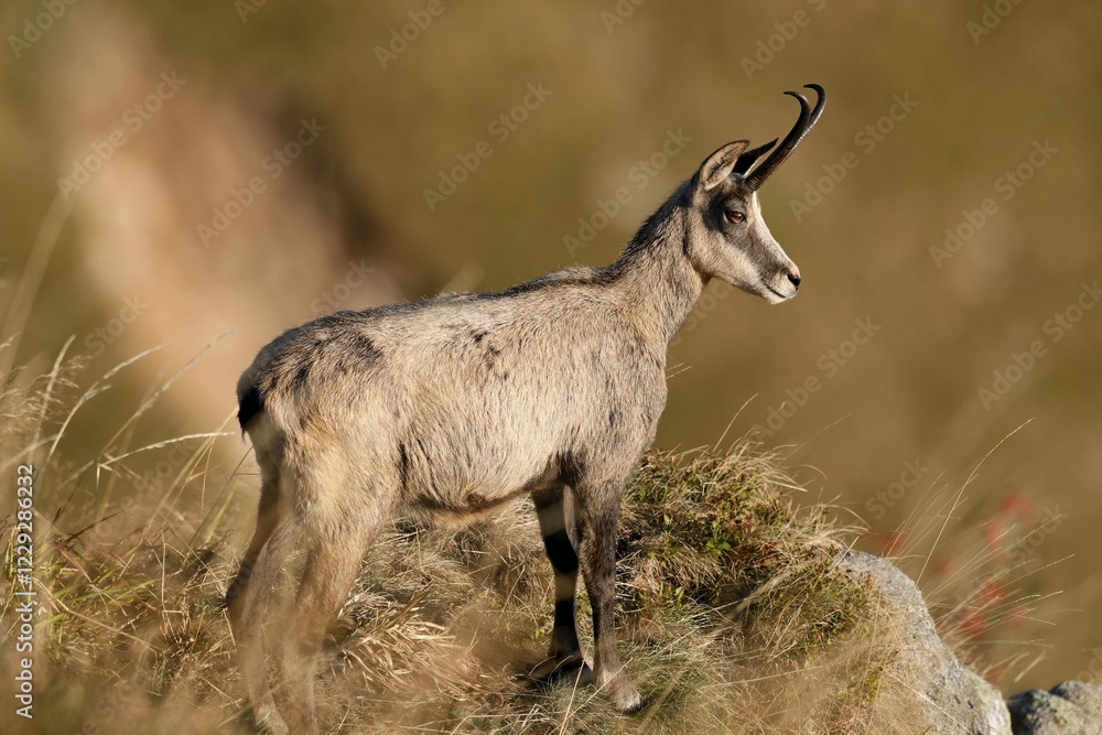 Naklejka premium Chamois (Rupicapra rupicapra), standing in a meadow, Vosges, France, Europe