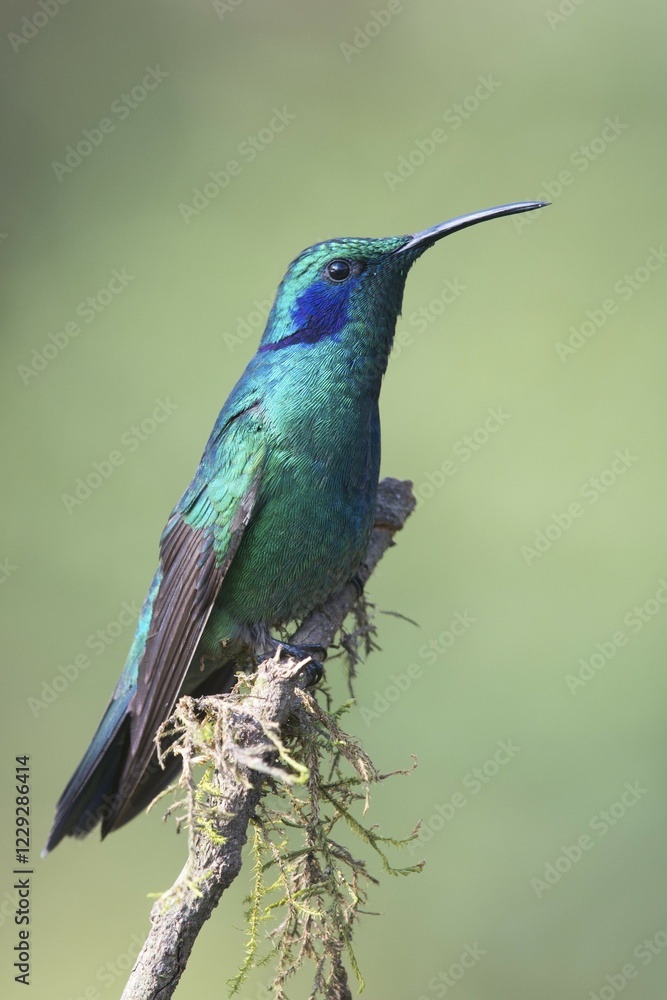 Naklejka premium Green violetear (Colibri coruscans) sitting on branch, Los Quetzales National Park, Costa Rica, Central America