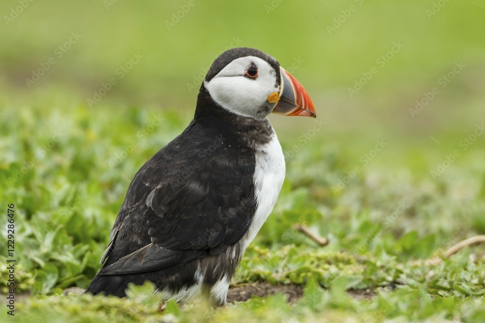 Obraz premium Puffin (Fratercula arctica), Farne Islands, Northumberland, England, United Kingdom, Europe